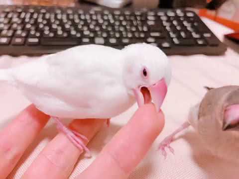 噛み癖がピークだった時のひな文鳥 から つる 桜文鳥 白文鳥 Youtube