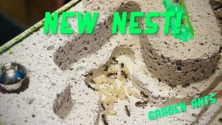 Moving my Lasius emarginatus colony into a new nest!