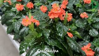 Кроссандра