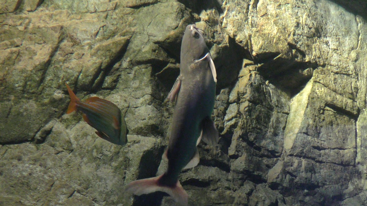 縦 に 泳ぐ 魚