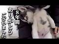 8年間一緒の布団で寝て子猫を育てた結果こうなりました...