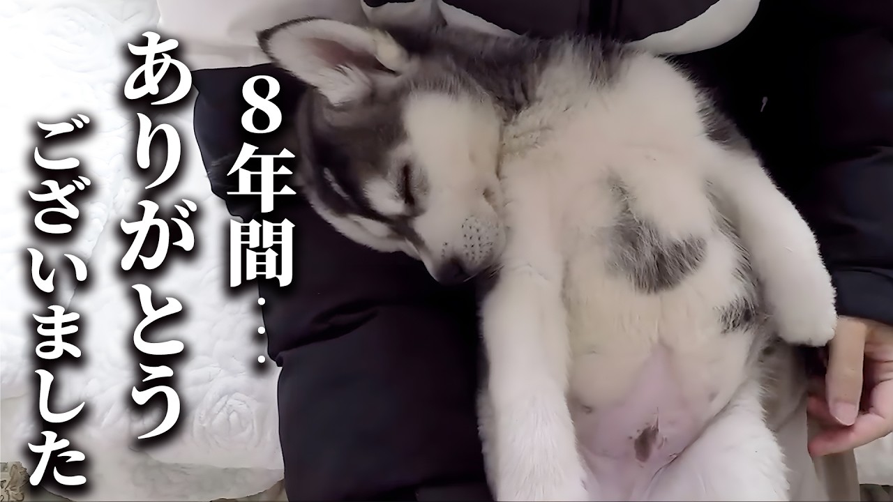 8年間一緒の布団で寝て子猫を育てた結果こうなりました...
