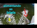 Alimentando as bitela da piscina