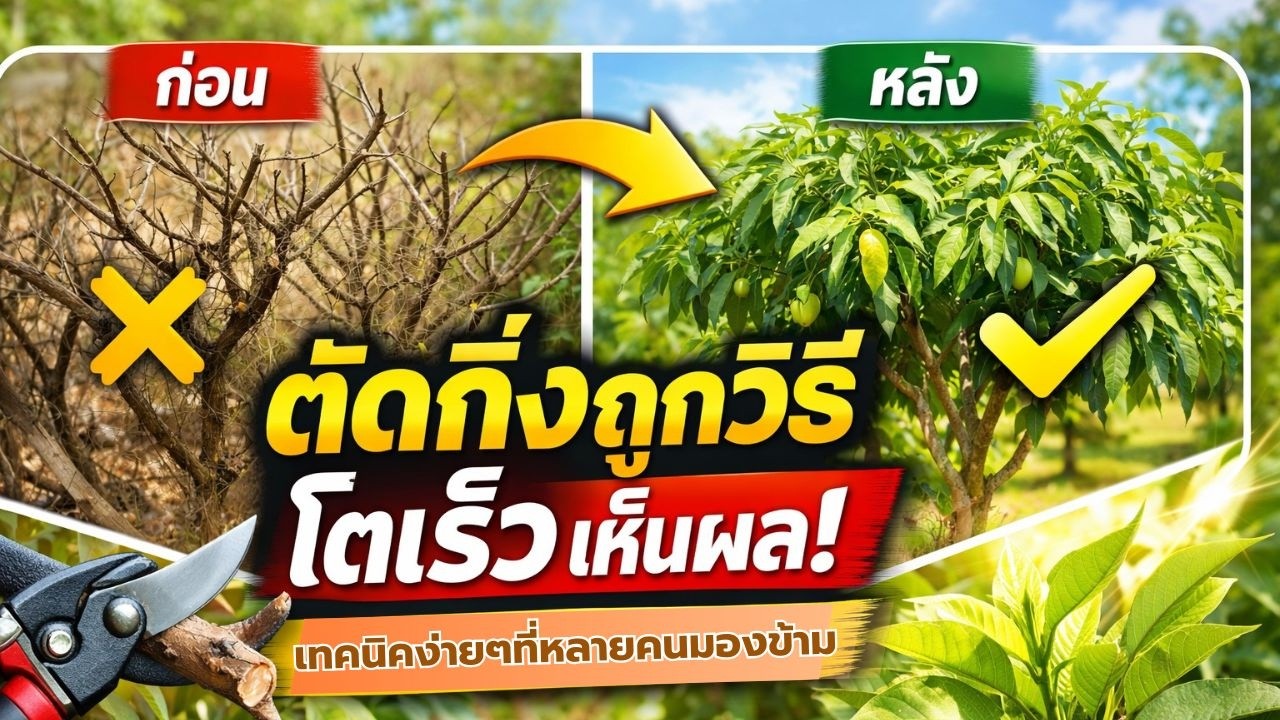 เทคนิคตัดกิ่งง่ายๆ ที่เกษตรกรมืออาชีพใช้