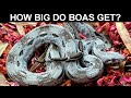 How Big Do Boas Get?