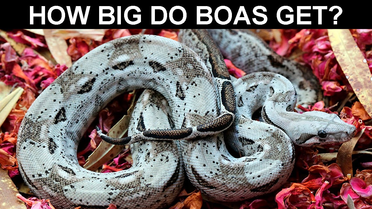 How Big Do Boas Get? YouTube