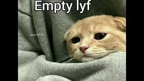 Video 4882781: persiancat funnycatvideos, persiancat funny cat cute, persiancat baby cat, funniest baby cats funny