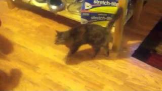 Adorable squeaking kitty!