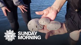 Hunting for sand dollars