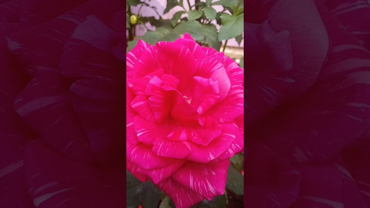 id: Calcutta 300 // Fragrant Rose Variety//
