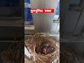 বুলবুলি পাখির বাচ্চা #song #music #bollywood #love #birds #machher #newmusic #parrot