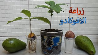 زراعة الافوكادو avocado مشاتل المنوفية