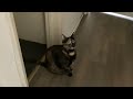 My Cat My Cat