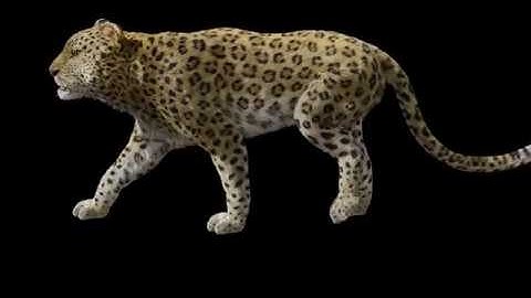 3D Leopard walk animation (Blender)