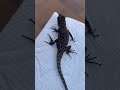 Pet lizard Pt. 2 #pet #lizard #drake