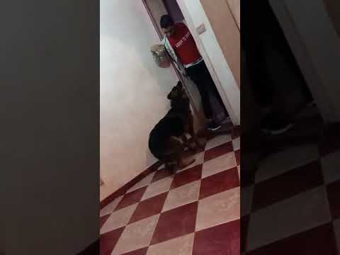 السيوف شماعه