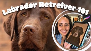 Labrador Retrievers: Exploring Breed Facts while Painting the Stunning Canine on Procreate! screenshot 3