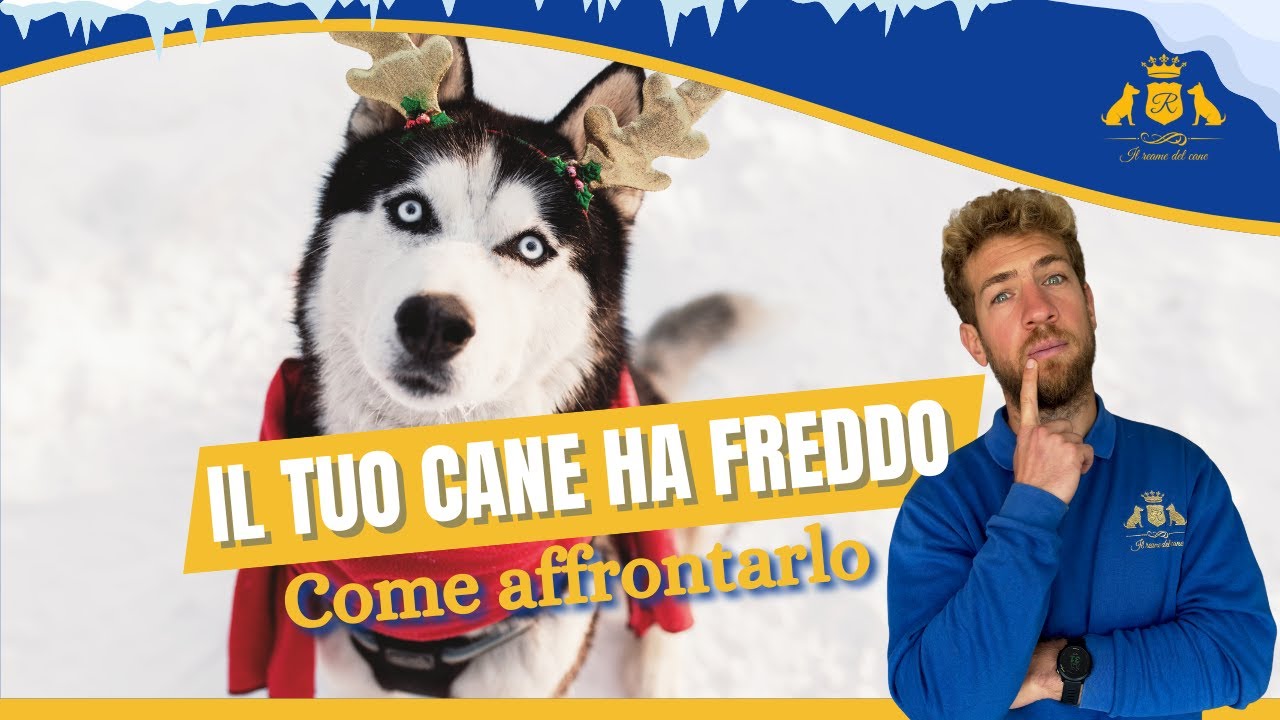 IL TUO CANE HA FREDDO: Come affrontarlo