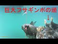 堤防からの水中撮影　巨大フサギンポが写りました　20200530