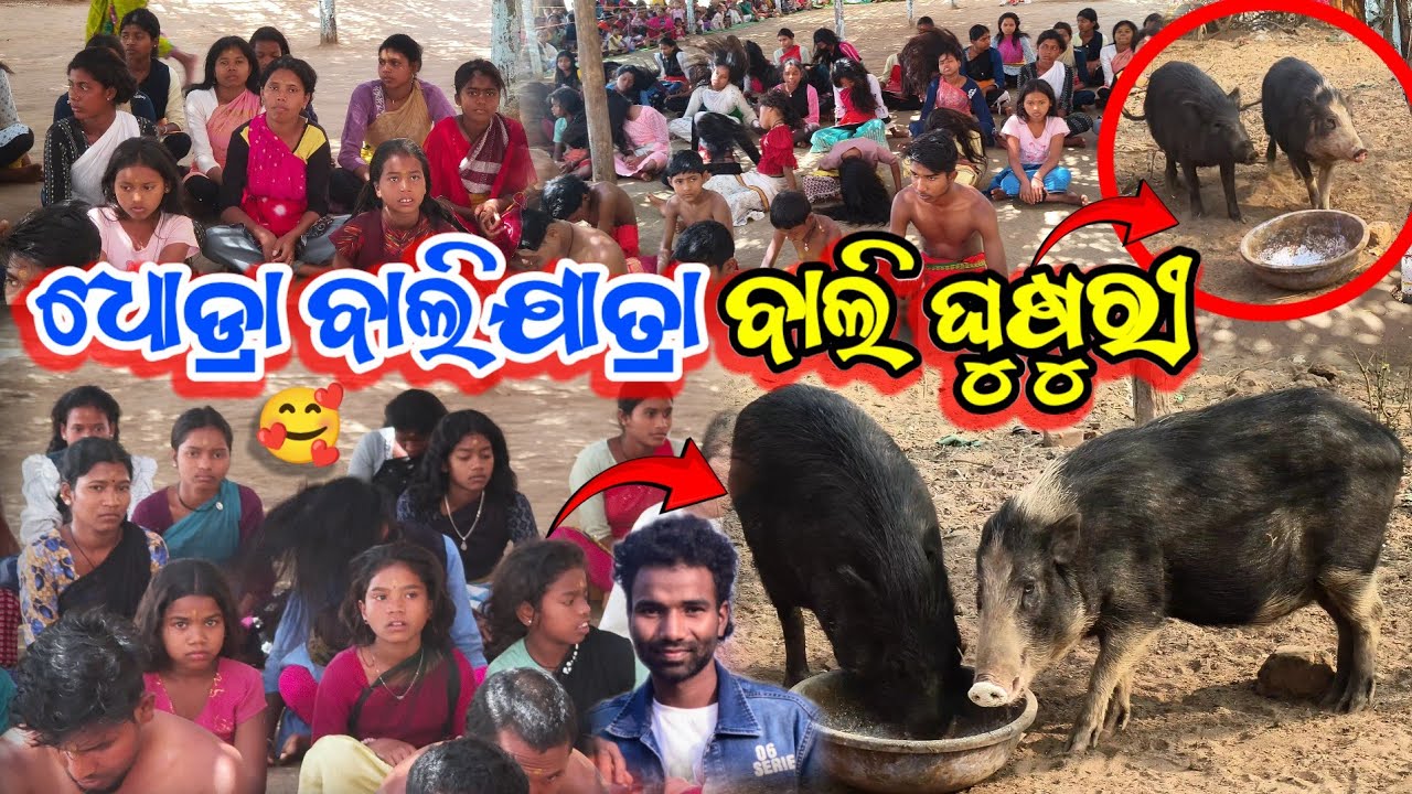 ଧୋଡ୍ରା ବାଲିଯାତ୍ରା ବାଲି ଘୁଷୁରୀ 🐷 || Dhodra yatra bali 🐖 pig video vlogs urdhab mui Desia 