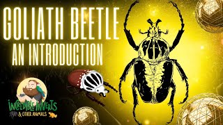 Goliath Beetle | Goliathus goliatus | An Introduction #beetle #invertebrates #insects