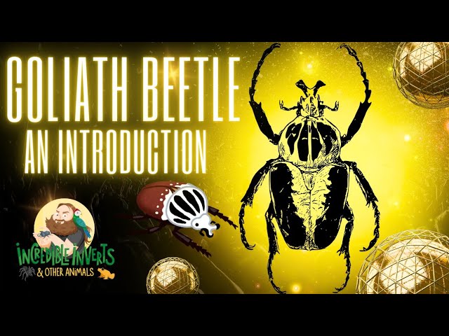 Goliath Beetle | Goliathus goliatus | An Introduction #beetle