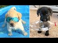 Baby Dogs 🔴 Cute and Funny Dog Videos Compilation #5 | 30 Minutes of Funny Puppy Videos 2022