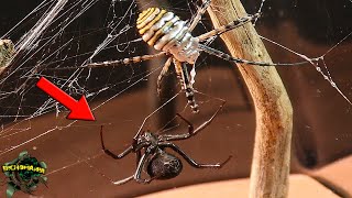 DISPUTE FOR TERRITORY - BLACK WIDOW and TIGER SPIDER MEET by BICHOMANIA 26,884 views 7 months ago 8 minutes, 28 seconds