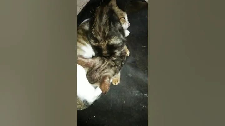 Video 11589101: cat feeding kittens, mother cat feeding, kitten funny, cute cat, adorable cats, baby cats