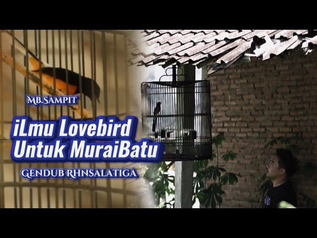 iLmu Lovebird Untuk Murai | MURAI BATU KONSLET Gendub RHN #rhnsalatiga #muraibatu #kicaumania class=