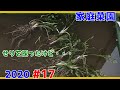 【家庭菜園2020】芹（せり）/Water dropwortを採ったけど・・・【#17】