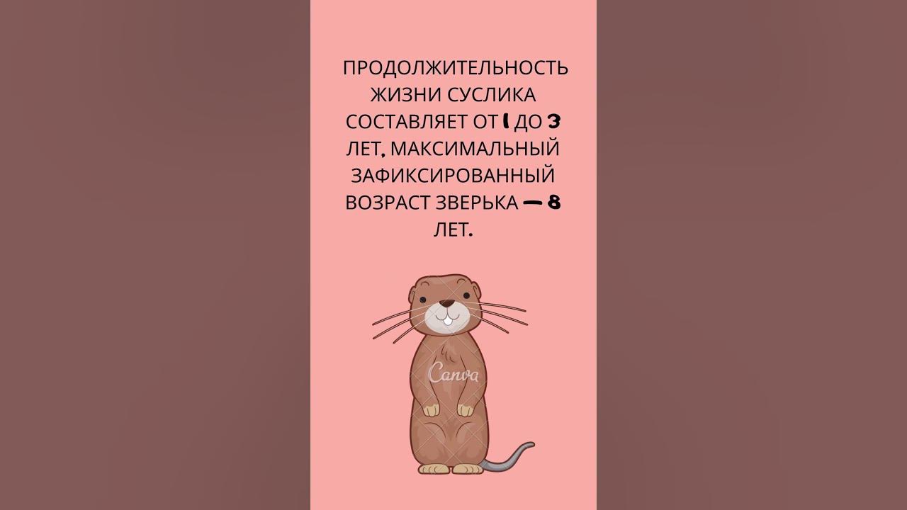 История о сусликах. Крапчатый суслик описание. История о сусликах. Презентация на тему суслик. Сообщение о суслике.