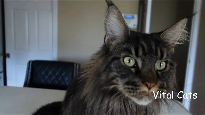 Video 11902841: talking maine coon, maine coon cat