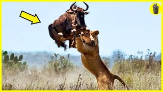 10 CRAZIEST Animal Fights Of All Time 2023