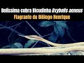 Cobra Bicuda Oxybelis aeneus | Biólogo henrique o Biólogo das Cobras