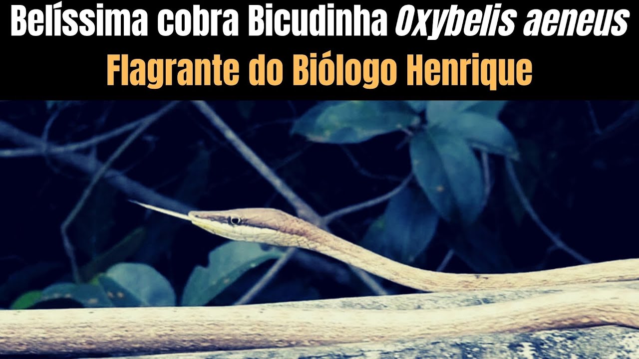 Cobra Bicuda Oxybelis aeneus | Biólogo henrique o Biólogo das Cobras