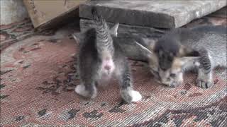 Three Cute kittens meowing by Kitten meow 29 views 2 years ago 4 minutes, 43 seconds