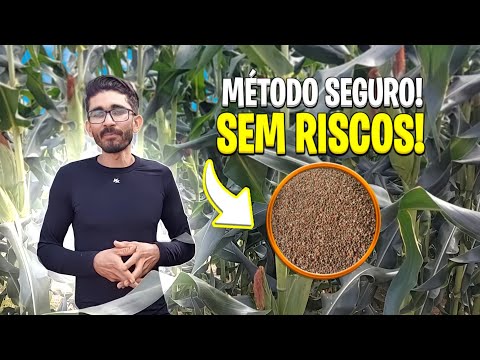 Vídeo: Orelhas de milho anormais - Como fazer com que o milho produza bons grãos