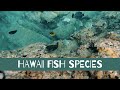 HAWAII FISH SPECIES CATALOG: Underwater Footage Safari of Reef Species on Oahu - Virtual Education