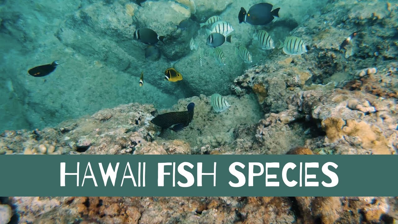 Are There Rockfish In Hawaii?