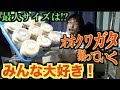 羽化したオオクワガタ一気に掘り出します