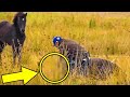 Mann befreit Wildpferd und erhält Augenblicke später das unglaublichste Dankeschön