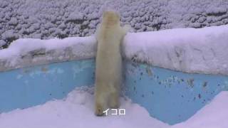 吹雪のホッキョクグマ