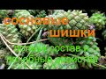 Все о сосновых шишках! Их польза и применение. ethnoscience