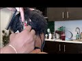 How to fix damaged hair | Hair damaged in her crown area | Hair Cut