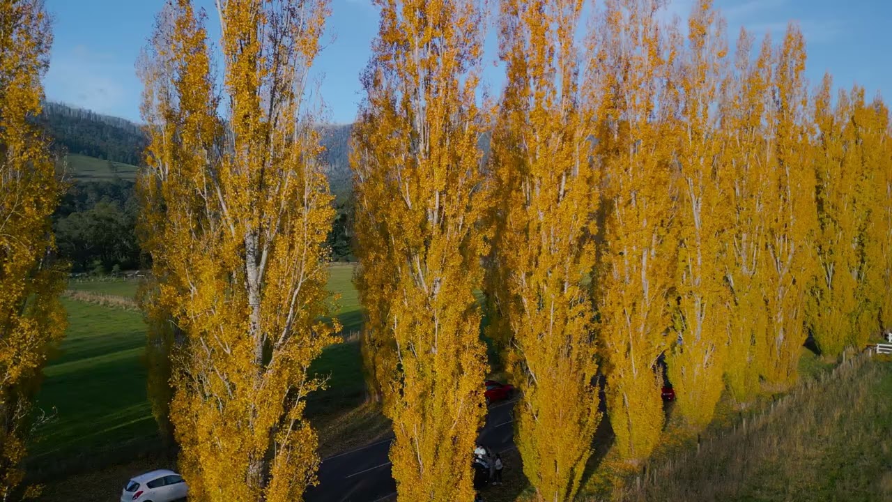 Marysville in Autumn Colours 4k