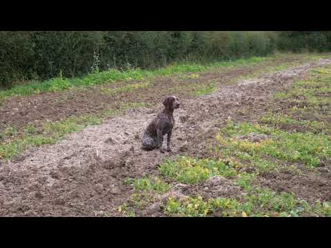 Experienced German Shorthaired Pointer doing Seen Retrieve with stop whistle