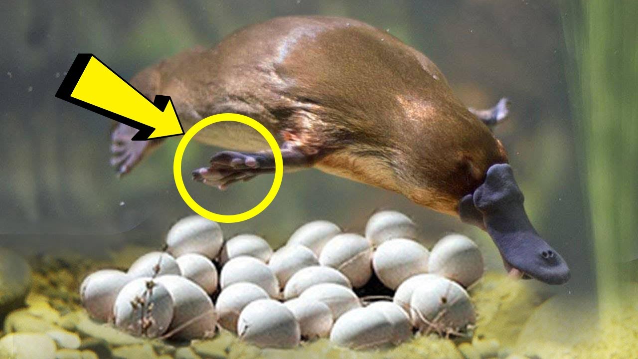 Platypus Mystery Scientists Can't Explain - Why Does This Mammal Lay Eggs and Have Venomous Spurs?