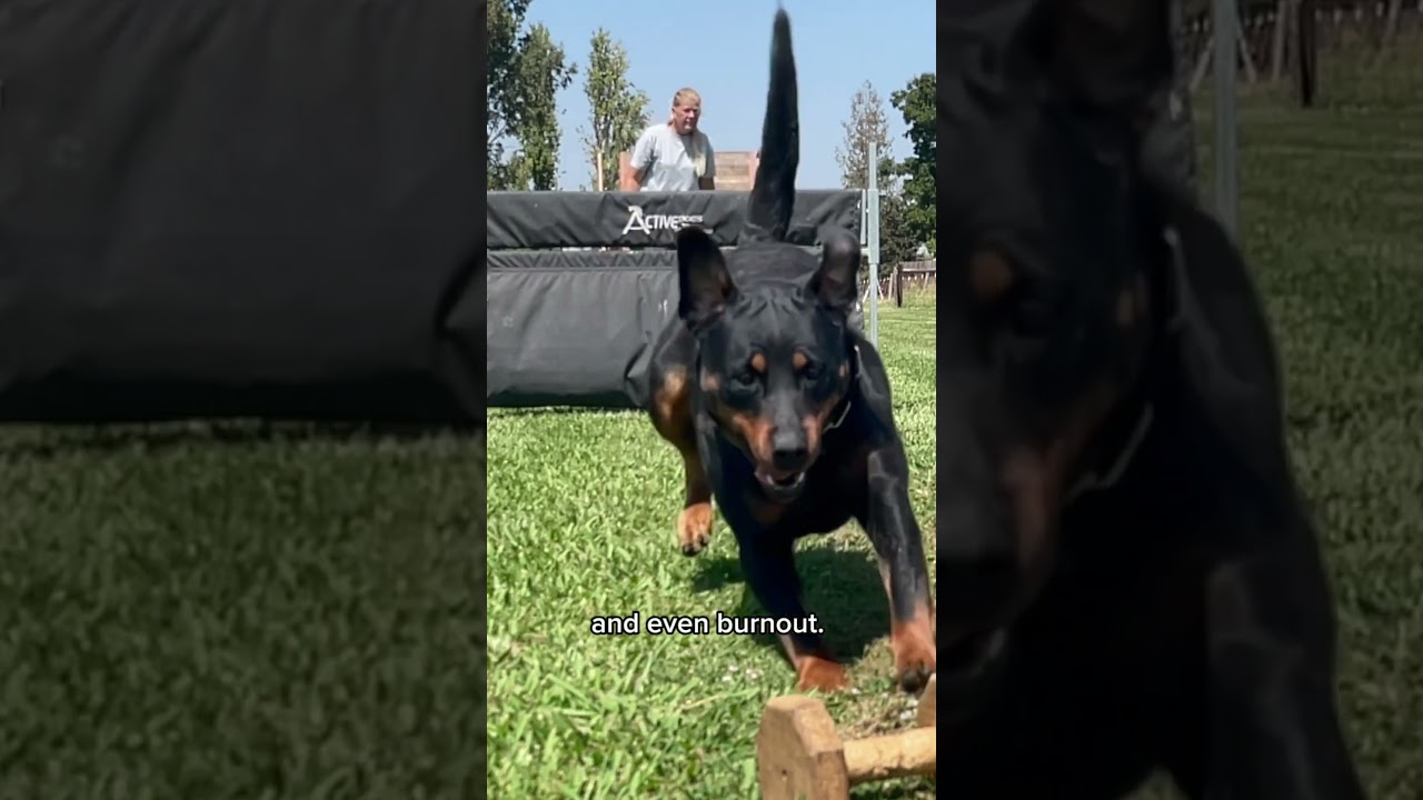 The Foundation of Canine Fitness: Strength, Endurance, and Longevity for Your Dog 