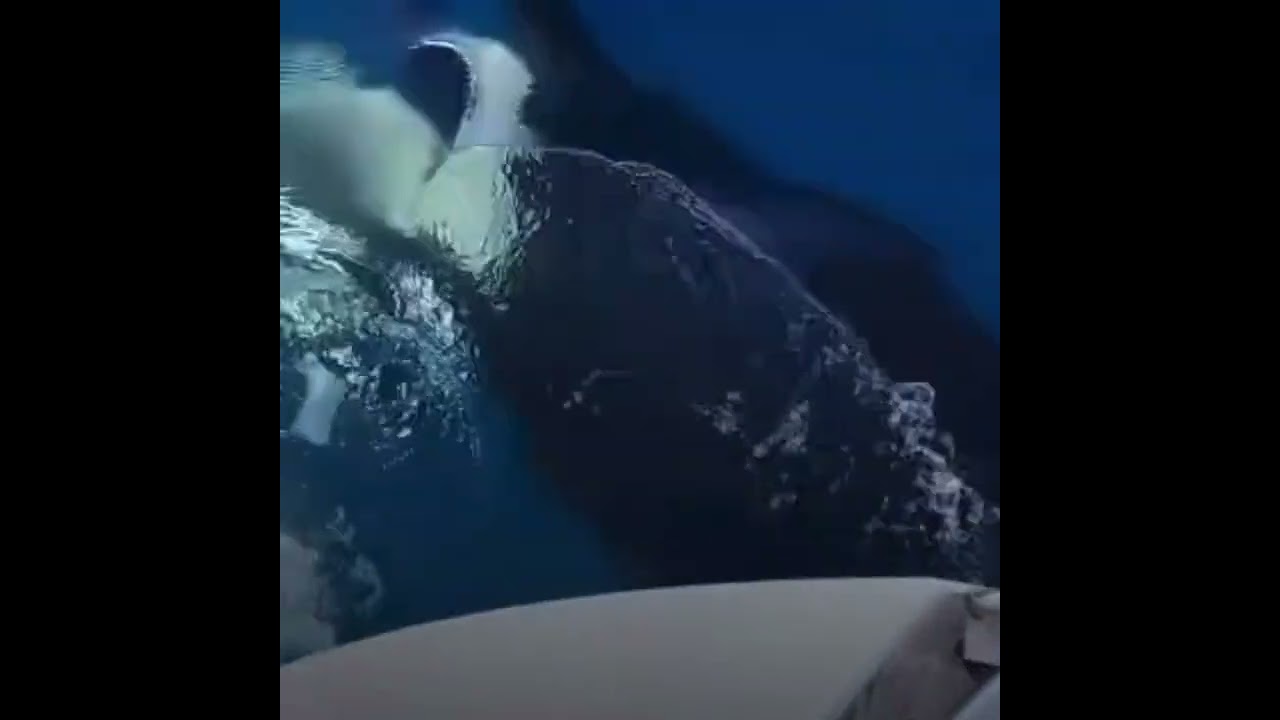 ORCA'S ATTACK YACHT